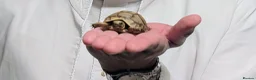 Tortoise reptiles for sale: Greek Spur Tortoise  - Advert 3