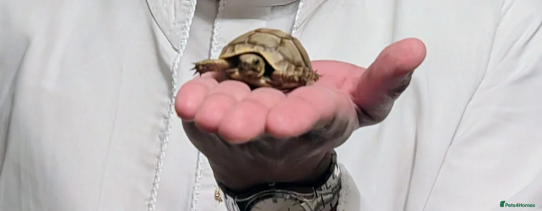 Tortoise reptiles for sale: Greek Spur Tortoise  - Advert 3