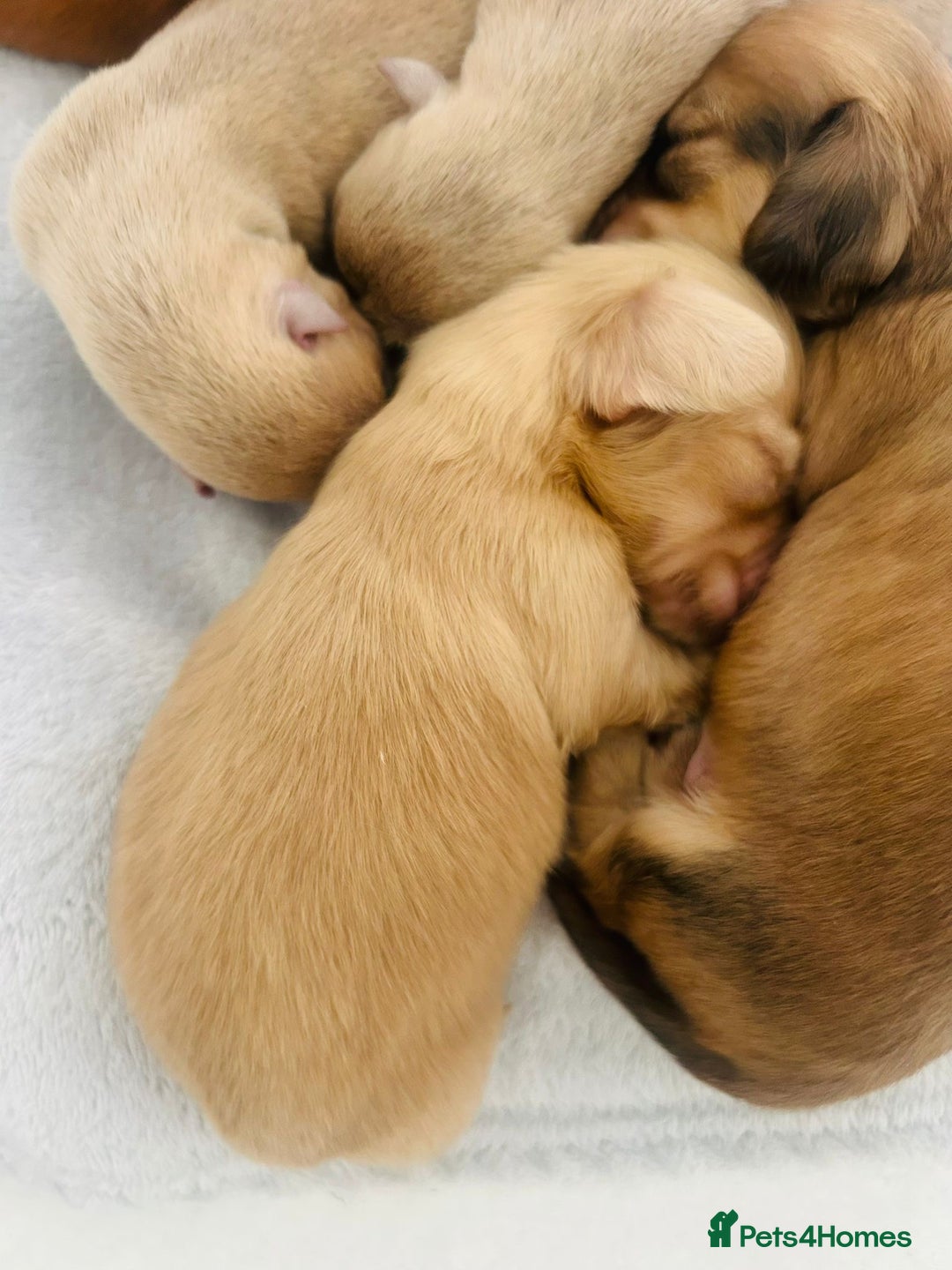 Miniature Dachshund dogs for sale: Ready to leave 🐾 beautiful long hair miniatures  - Image 13