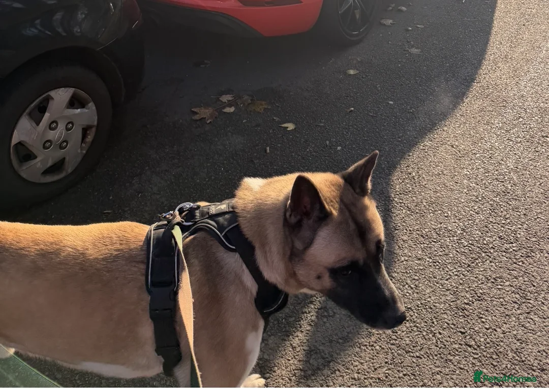 Akita dogs for sale: Big Boy Storm An All American Akita  - Advert 2