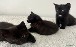 Domestic Shorthair cats for sale: 3 black kittens for sale  - Image 11