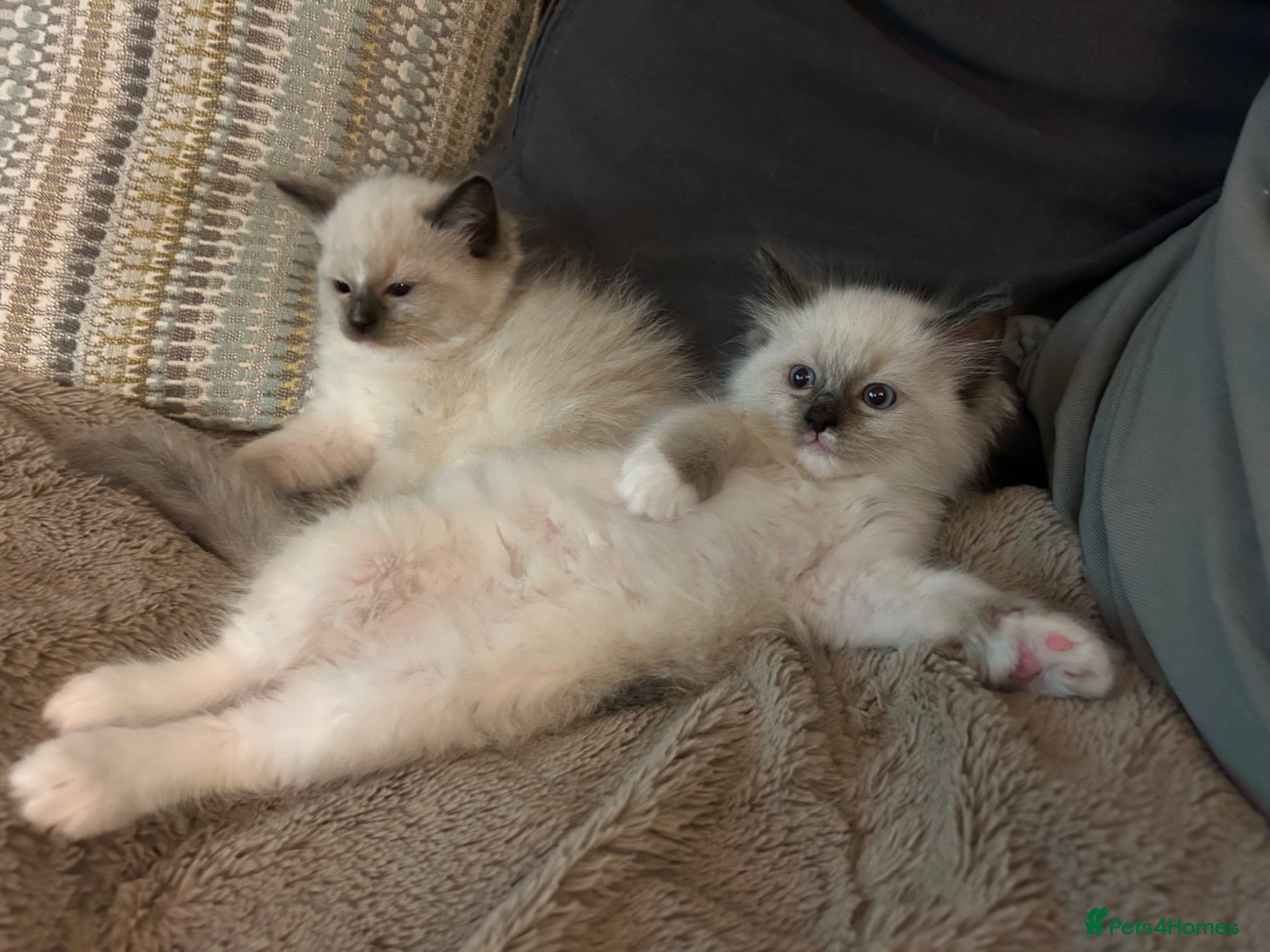 Ragdoll cats 🐾 Pure Ragdoll Kittens 🐾 - Advert 2
