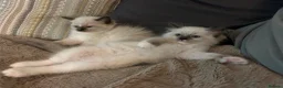 Ragdoll cats for sale: 🐾1 Boy left available🐾 - Advert 7