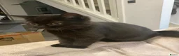 British Shorthair cats for sale: Beautiful British shorthair kittens for sale  - Advert 11