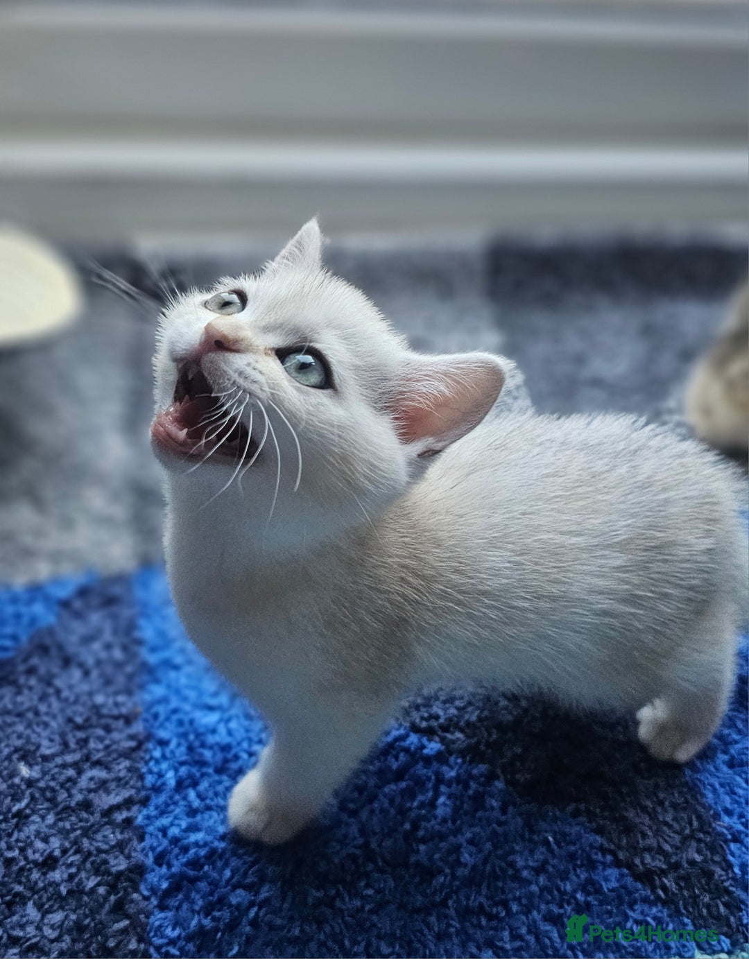 British Shorthair cats for sale: British Shorthair Kittens – Golden & Silver Shaded - Image 35