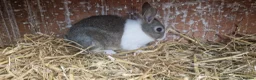 Dutch rabbits for sale: Diddy little Dutch buns- super friendly - M and F - Advert 9