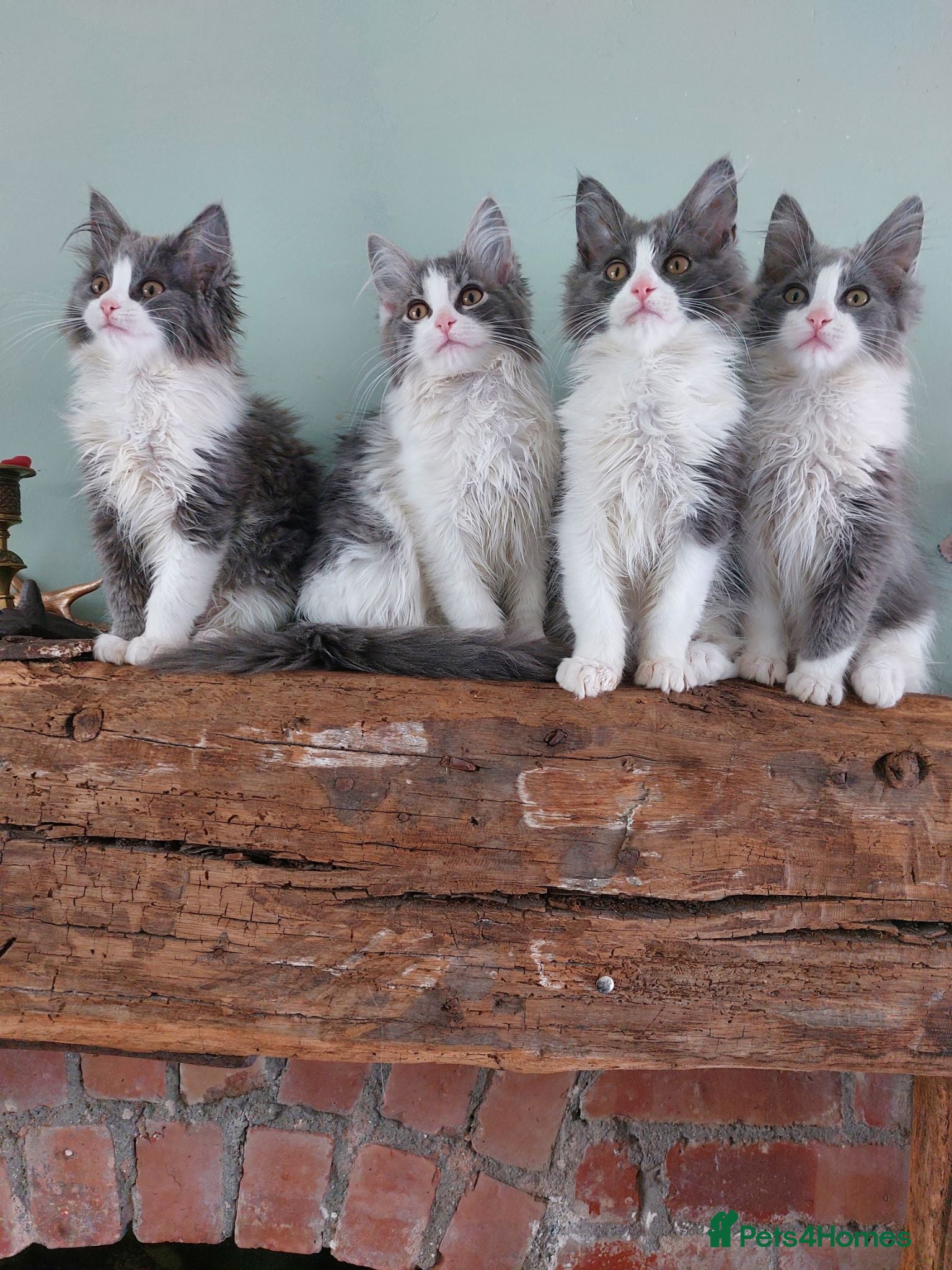 Maine Coon cats Maine Coon x Ragdoll 12 week kittens 2 male 2 fem - Advert 1