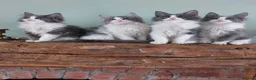 Maine Coon cats for sale: Maine Coon x Ragdoll 12 week kittens 2 male 2 fem - Advert 1