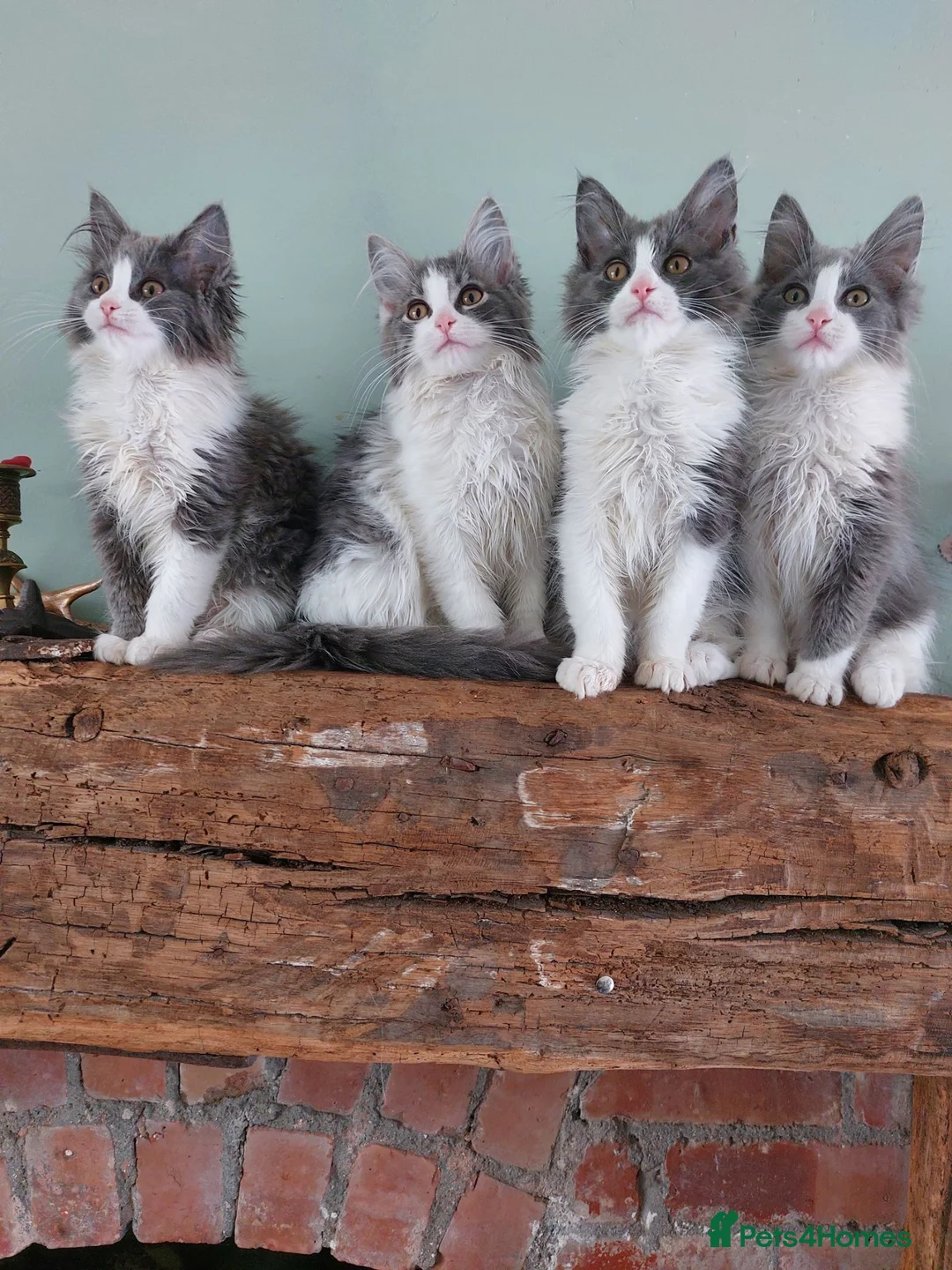 Maine Coon cats for sale: Maine Coon x Ragdoll 12 week kittens 2 male 2 fem - Advert 1