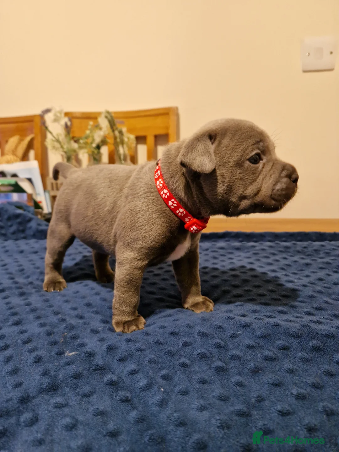 Staffordshire Bull Terrier dogs for sale: Staffordshire bull terrier blue-white - Advert 4