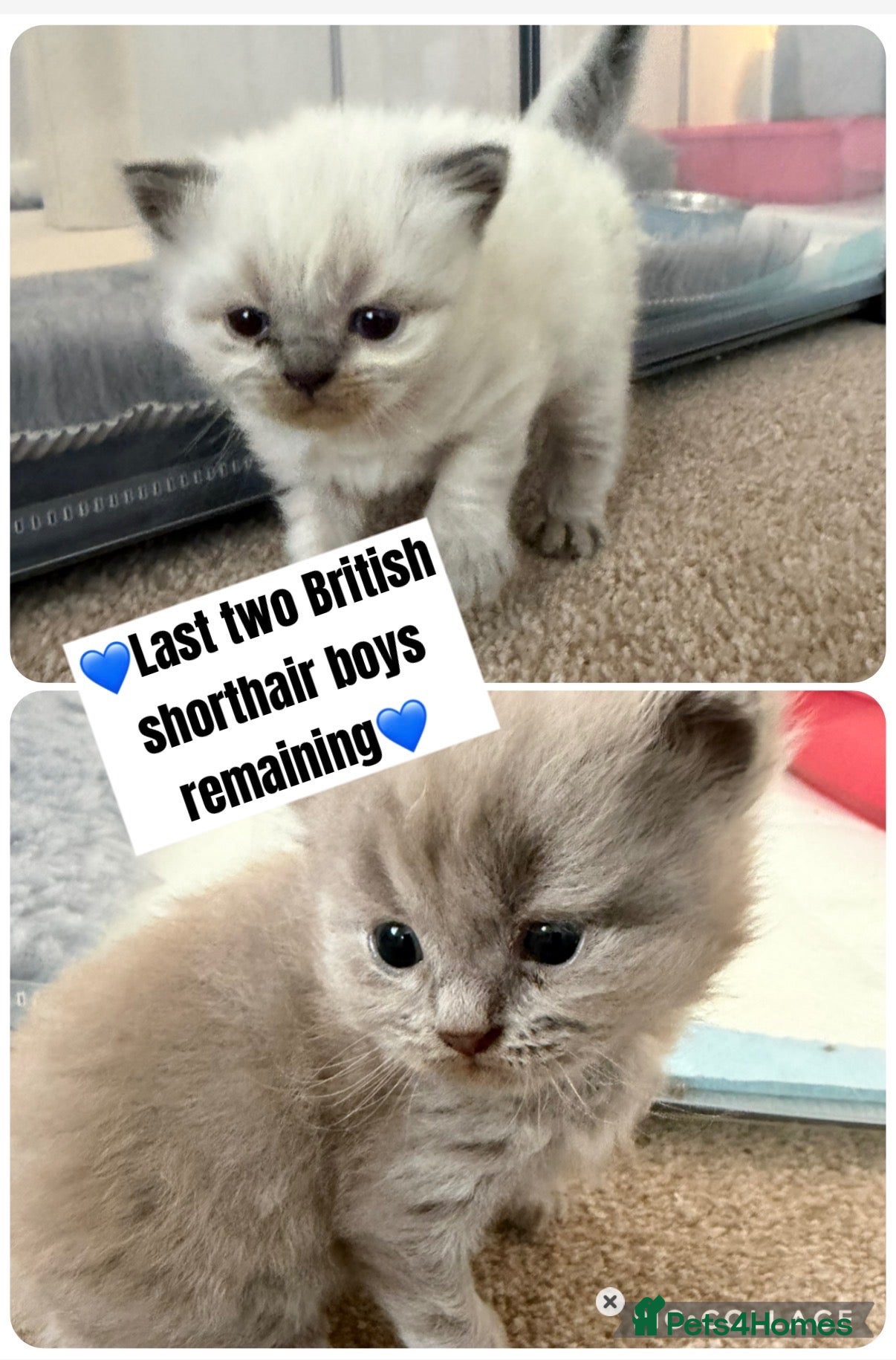 British Shorthair cats 💙 JUST 2 LEFT 💙 British Shorthair Kittens  - Advert 12