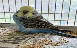 Budgerigars birds for sale: Budgies for sale - Image 2