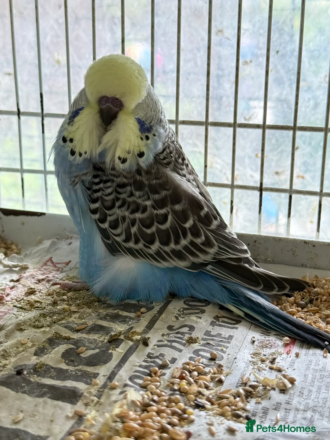 Budgerigars birds for sale: Budgies for sale - Advert 3