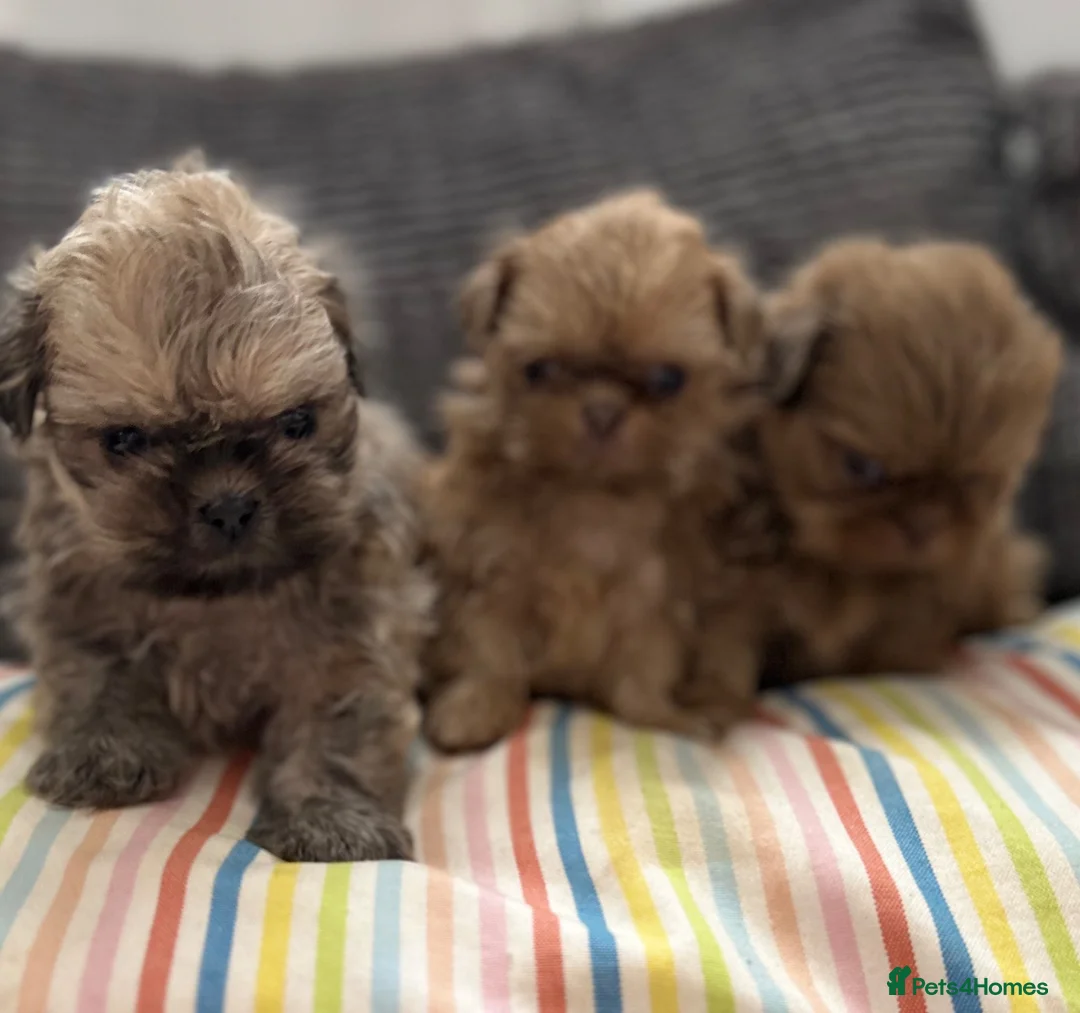 Shih Tzu dogs for sale: Imperial shihtzu puppies  - Advert 1