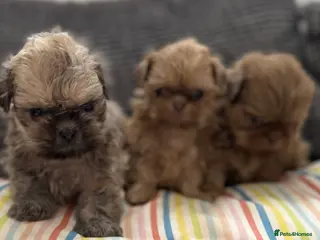 Shih Tzu dogs Imperial shihtzu puppies - Advert 2