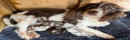 Cocker Spaniel dogs for sale: Merle cocker spaniel puppies - Advert 1