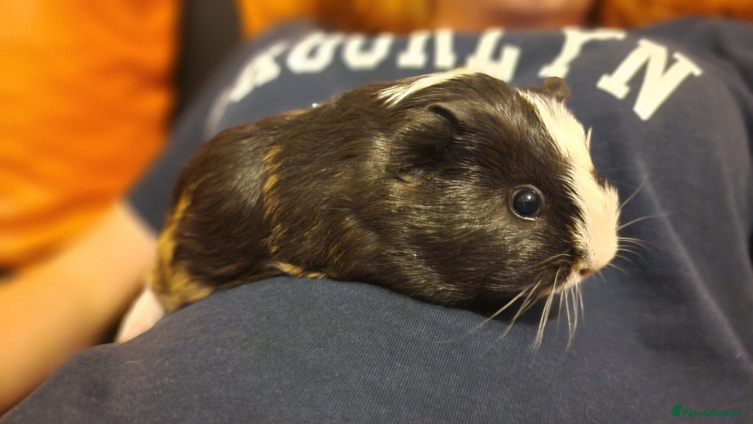 Guinea Pig rodents for sale: 2Female (mum and daughter) + Male Guinea pigs Ip3  - Advert 3