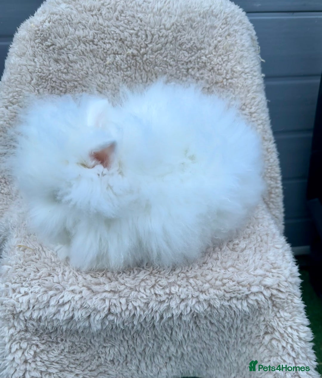 Lionhead rabbits for sale: Lionhead Bunny- Boys  - Advert 2