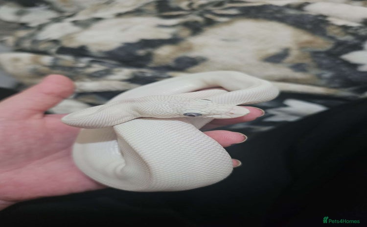 Snake reptiles Female blue eyed lucy ball python - Advert 1