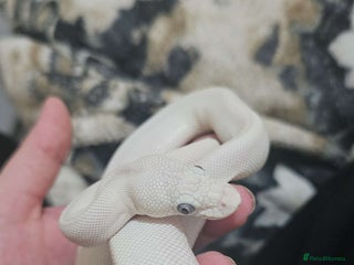 Snake reptiles Female blue eyed lucy ball python - Advert 4