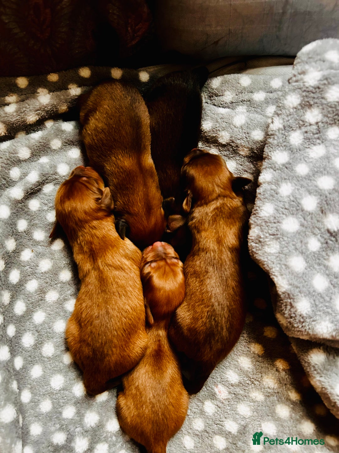 Mixed Breed dogs for sale: Pomeranian/ cocker spaniel cross  - Advert 15