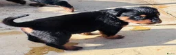 Rottweiler dogs for sale: ELITE KC REGISTERED GERMAN ROTTWEILER PUPPIES  - Advert 36