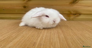 Mini Lop rabbits - Advert 2