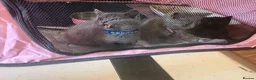 British Shorthair cats for sale: British Shorthair kittens  - Advert 14