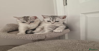 Scottish Fold cats - Advert 1
