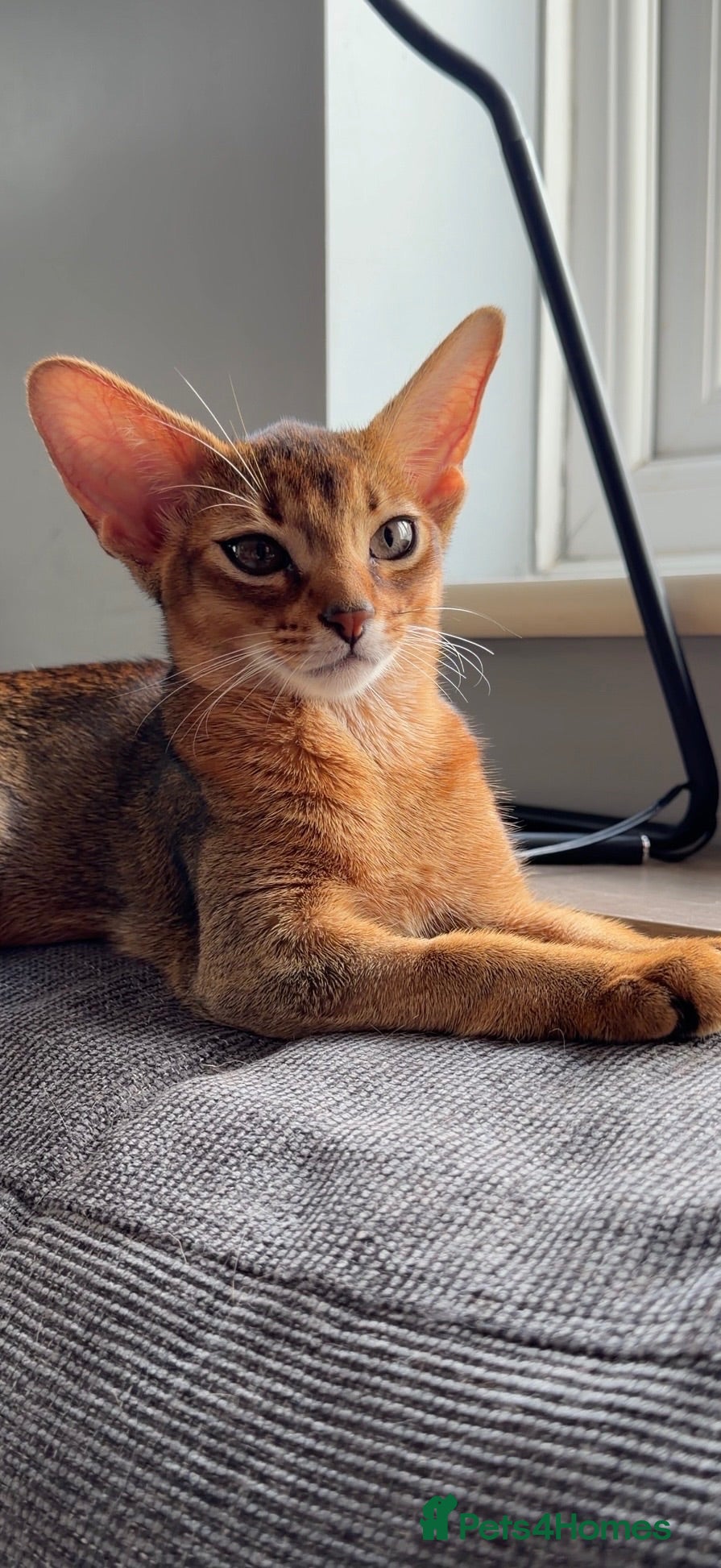 Abyssinian cats Gorgeous Abyssinian ruddy girls🤎❤️ - Advert 1