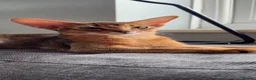 Abyssinian cats for sale: Gorgeous Abyssinian ruddy girls🤎❤️ - Advert 3