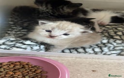 Ragamese cats for sale: Beautiful ragamese/bengal - Image 4