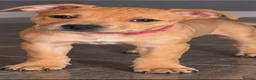 Staffordshire Bull Terrier dogs for sale: 🐾 STUNNING RED STAFFIE PUPPIES 🐾 - Advert 3