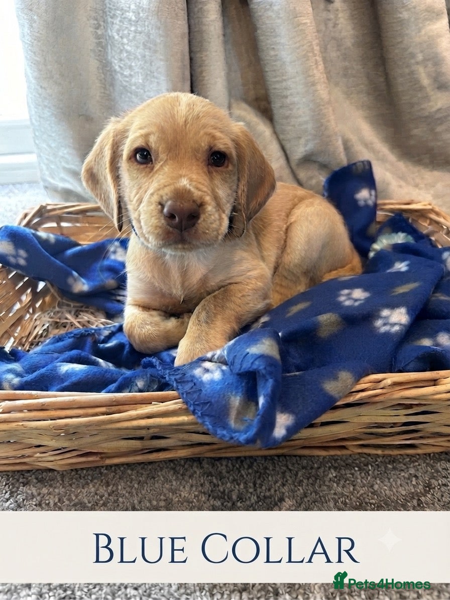Cocker Spaniel dogs Cocker spaniel puppy’s  - Advert 8