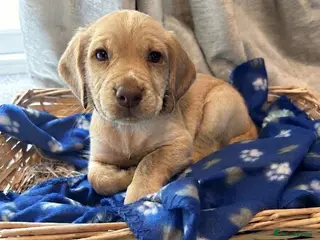 Cocker Spaniel dogs Cocker spaniel puppy’s - Advert 2
