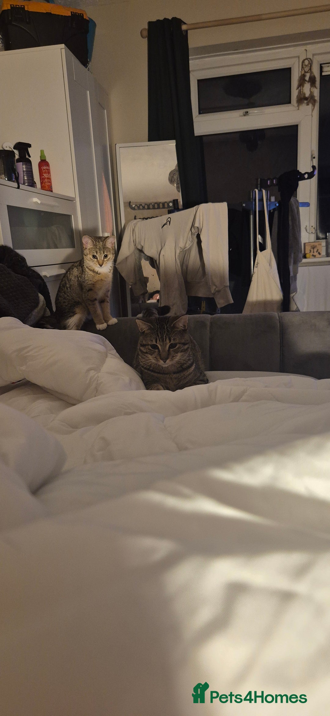 British Shorthair cats for sale: Beautiful male tabby  - Advert 1