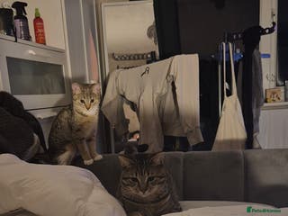 British Shorthair cats Beautiful male tabby - Advert 1