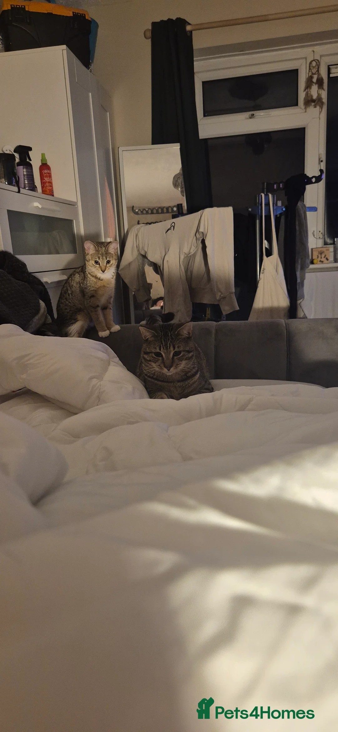 British Shorthair cats for sale: Beautiful male tabby  - Advert 1