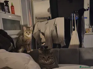 British Shorthair cats Beautiful male tabby - Advert 2