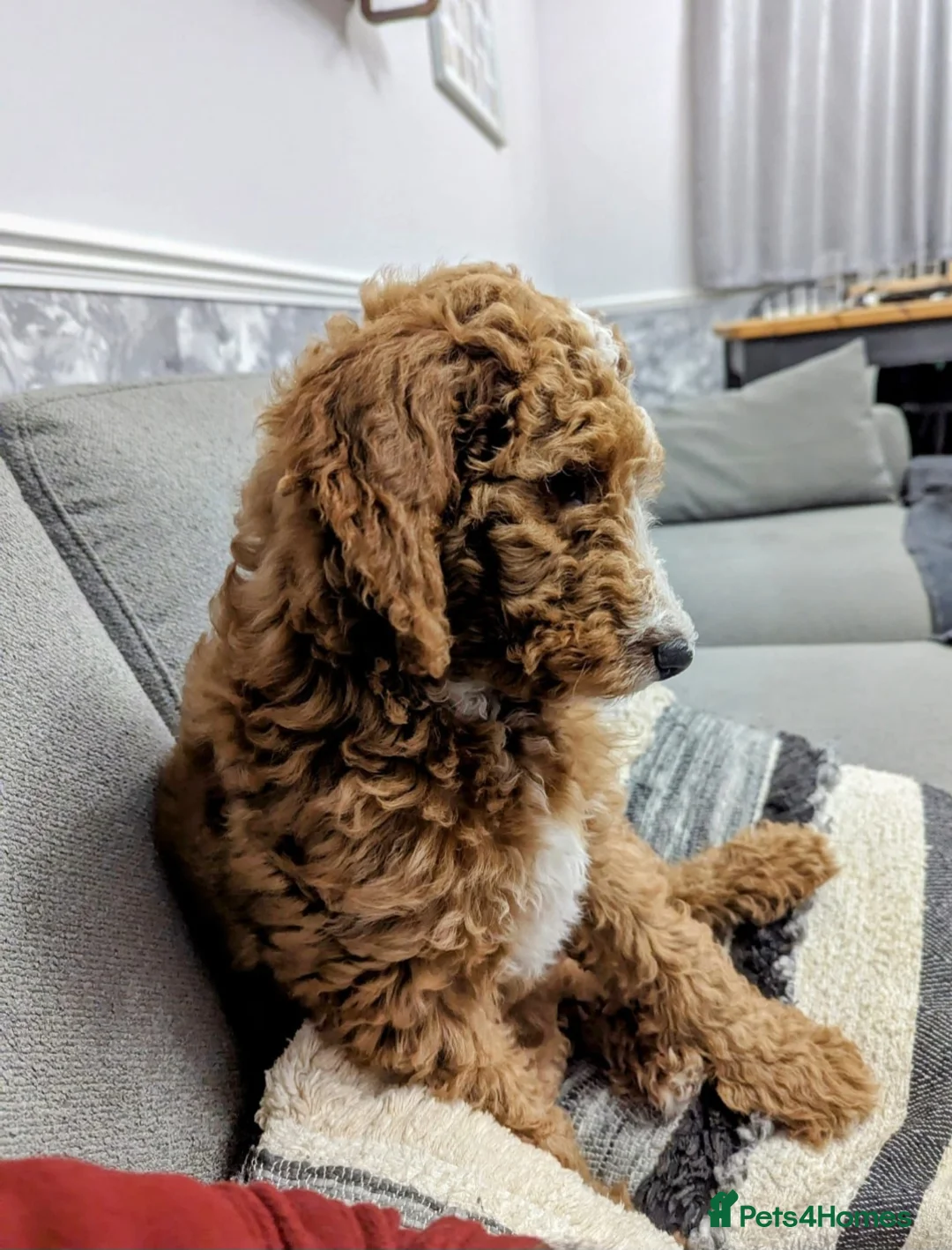 Irish Doodle dogs for stud: Irish Doodle Stud, Proven, DNA & Hip Tested in Tamworth - Advert 19