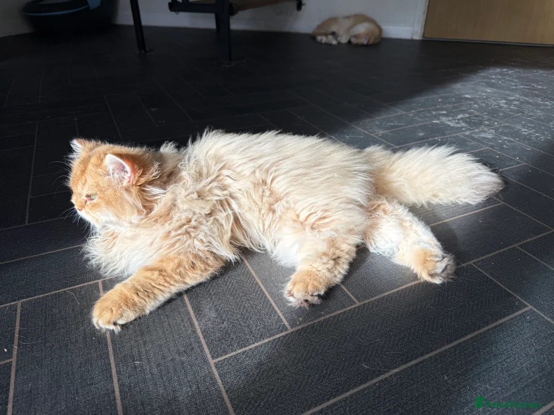 British Shorthair cats for sale: GCCF registered BLH Chocolate Golden last male - Advert 1