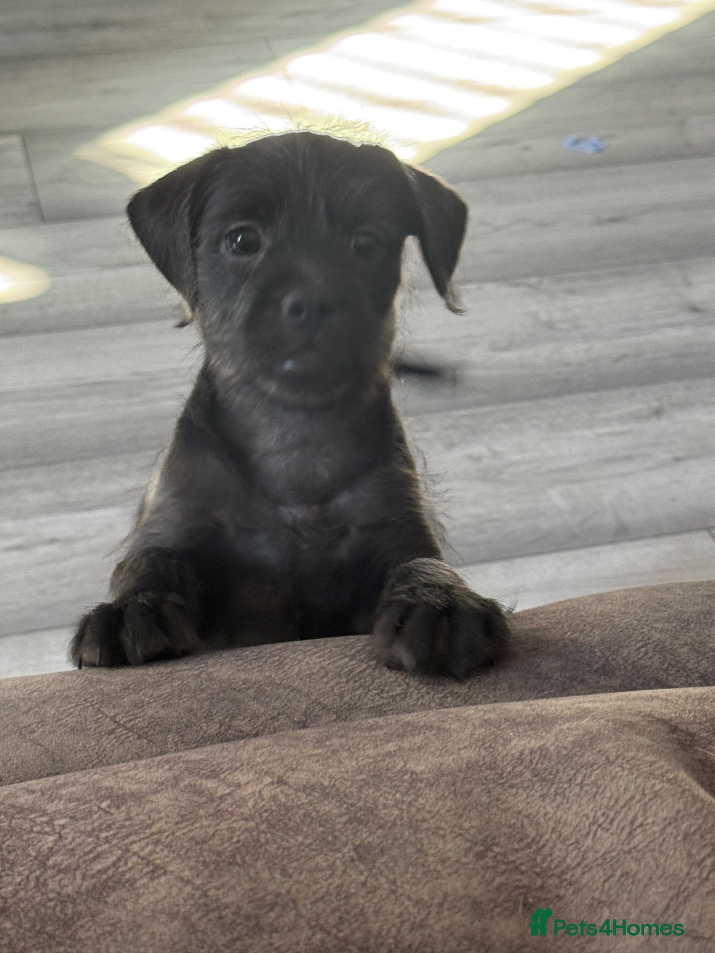 Mixed Breed dogs Ready Now LAST BOY French bulldog x cockapoo - Advert 1