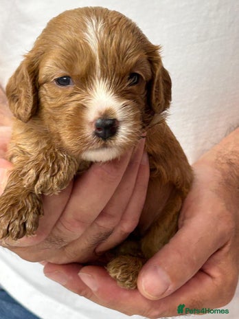 Cavapoo dogs 🐶 Red Cavapoo puppies from HEALTH TESTED PARENTS. - Advert 1