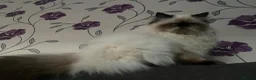 Himalayan cats for sale: Beautiful persian male for sale - Advert 3