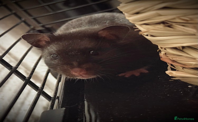 Hamster rodents - Advert 3