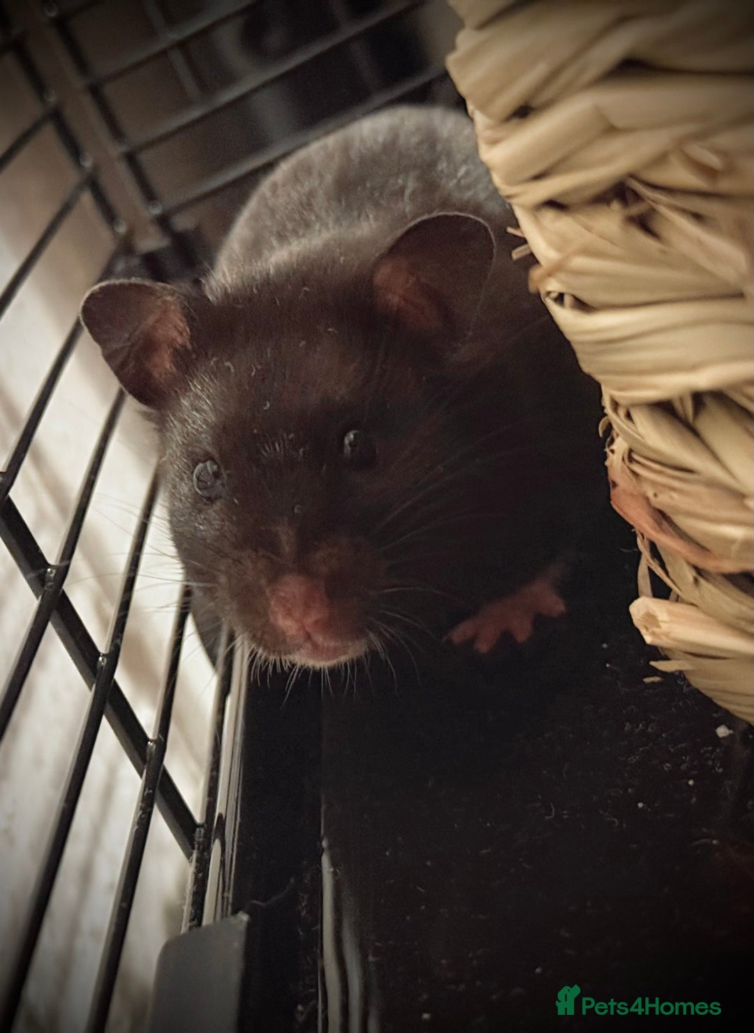 Hamster rodents for sale: 1 female syrian hamster with cage and bedding - Image 1