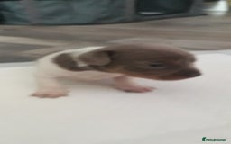 Chiweenie dogs for sale: Chiweenie puppies  - Advert 8