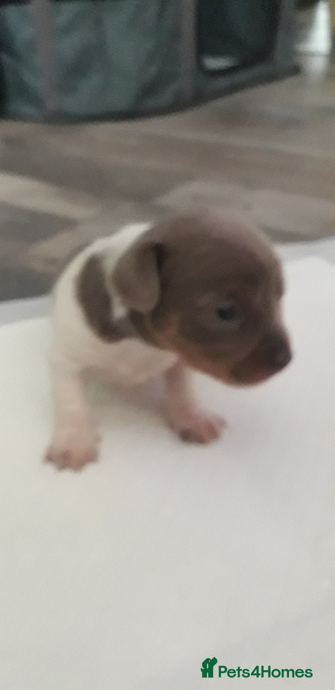 Chiweenie dogs for sale: Chiweenie puppies  - Advert 8