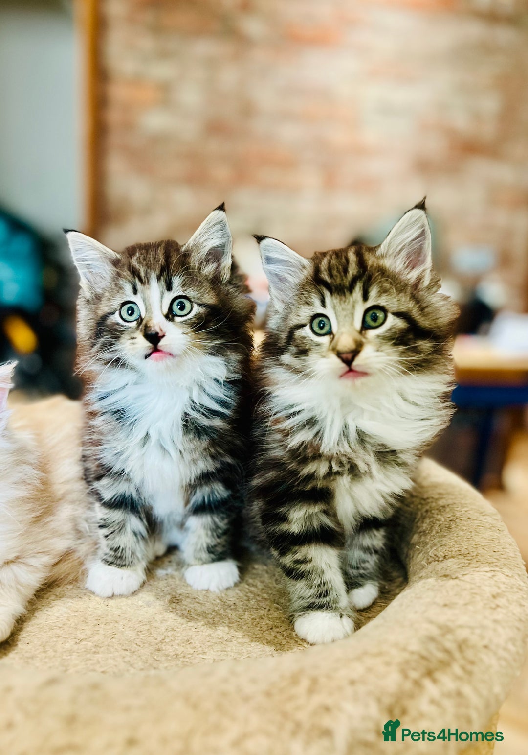 Norwegian Forest Cat cats for sale: Full FIFe pedigree Norwegian Forest Kittens  in Normanton - Image 30