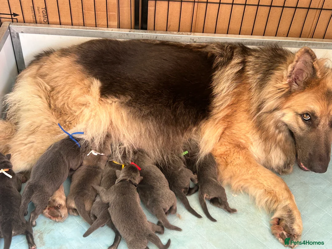 German Shepherd dogs for sale: German shepherd puppies ready 10 April 2026 - Advert 2